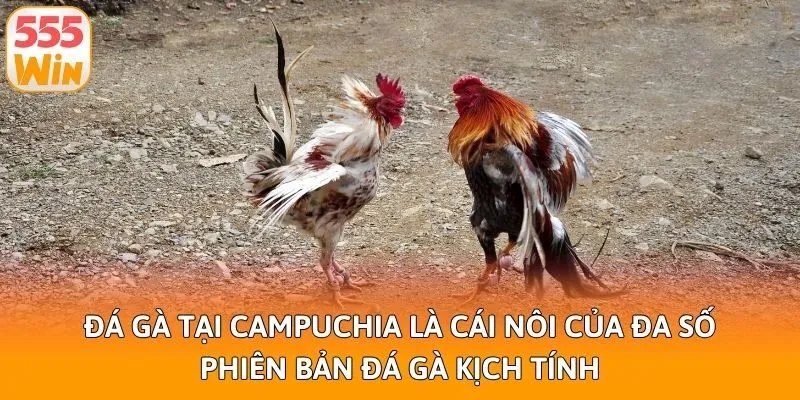 Đá gà tại Campuchia là cái nôi của đa số phiên bản đá gà kịch tính