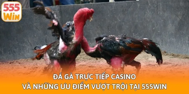 Đá Gà Trực Tiếp Casino Và Những Ưu Điểm Vượt Trội Tại 555win