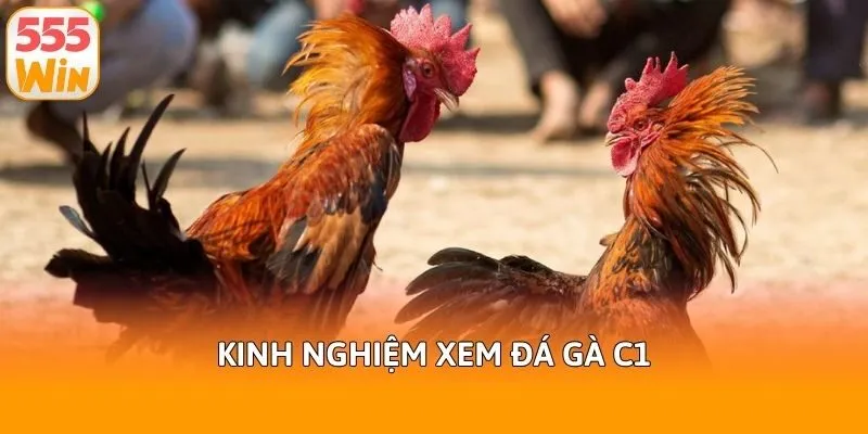 Kinh nghiệm xem đá gà C1