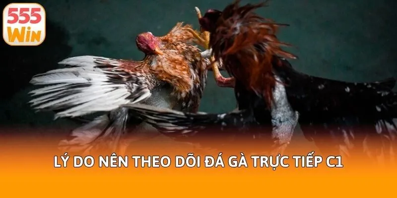 Lý do nên theo dõi đá gà trực tiếp C1