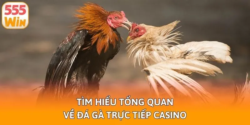 Tìm hiểu tổng quan về đá gà trực tiếp casino